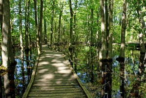 Wild Goose Woods Pond VI